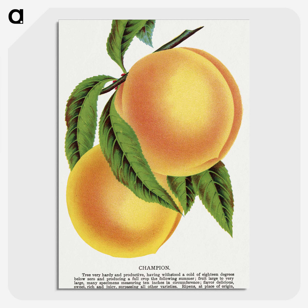 1-25_Botanical-Specimen-Plates_picture-crop