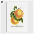1-25_Botanical-Specimen-Plates_picture