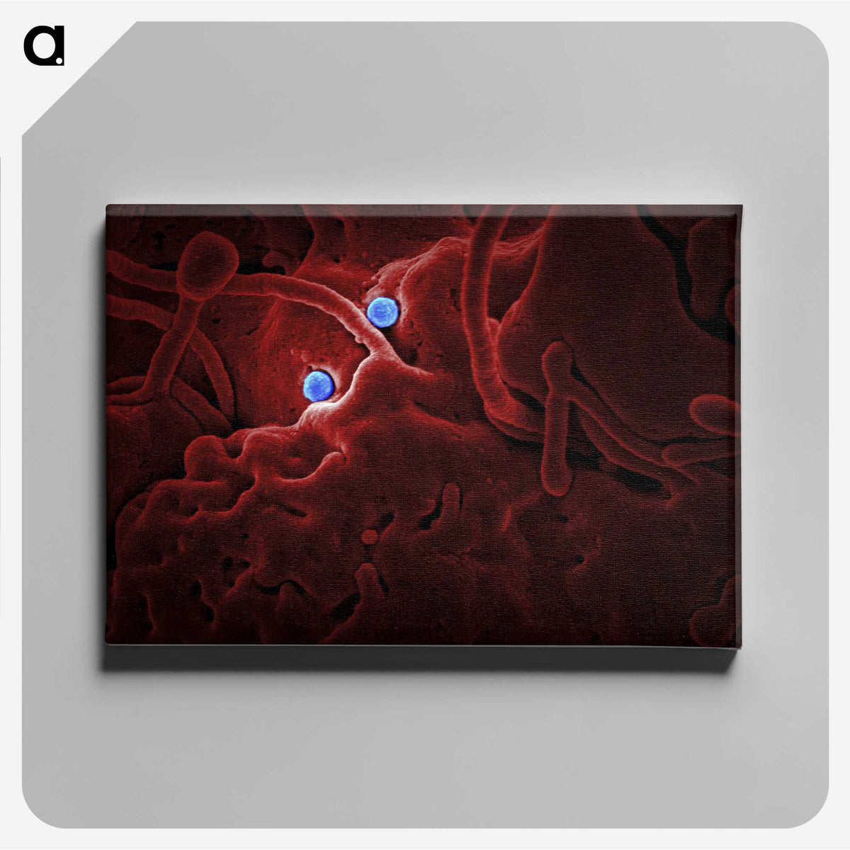 1-25_COVID-19_canvas