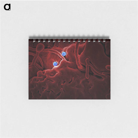 1-25_COVID-19_memo