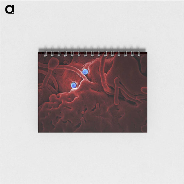 1-25_COVID-19_memo