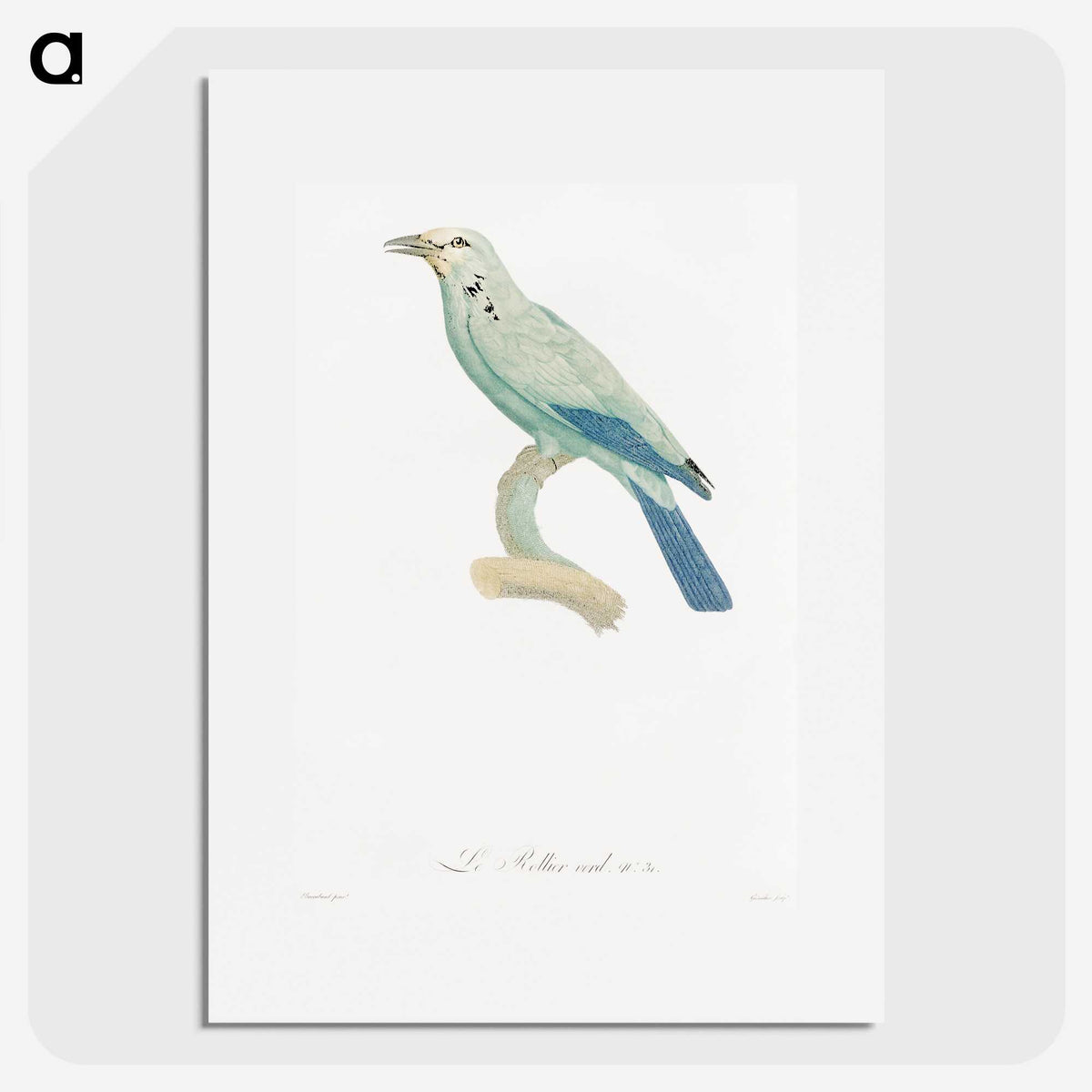 1-25_Des-Oiseaux-de-Paradis_picture