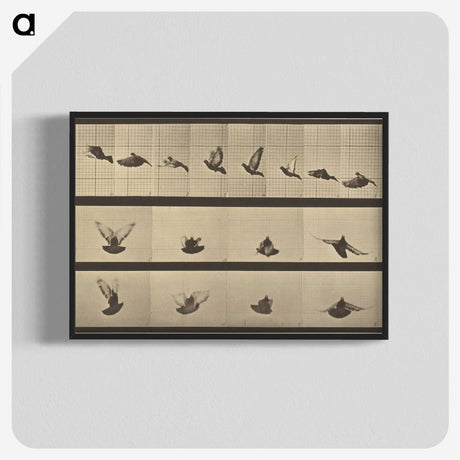 1-25_Eadweard-Muybridge_blk-crop