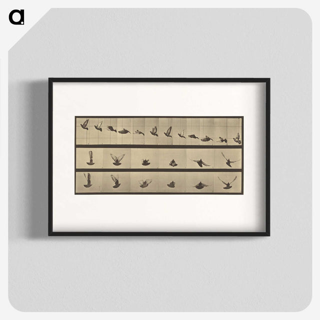 1-25_Eadweard-Muybridge_blk