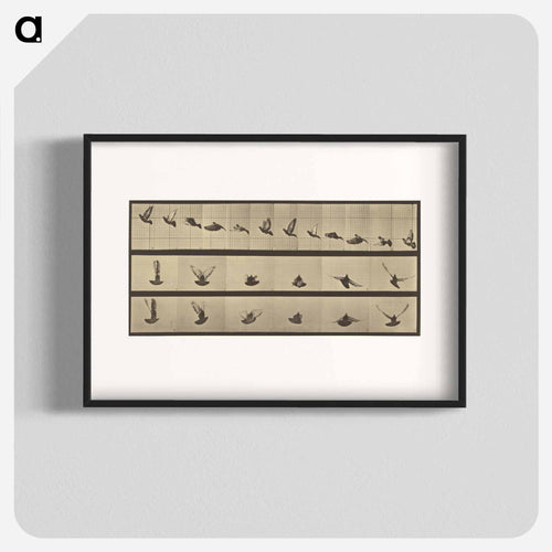 Animal Locomotion
 - エドワード マイブリッジ Poster.