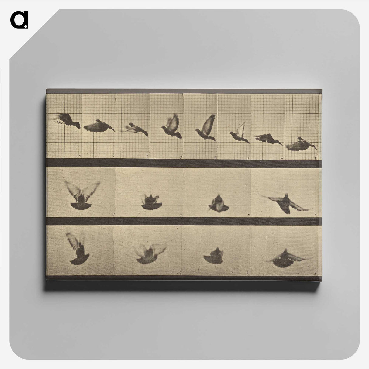 1-25_Eadweard-Muybridge_canvas