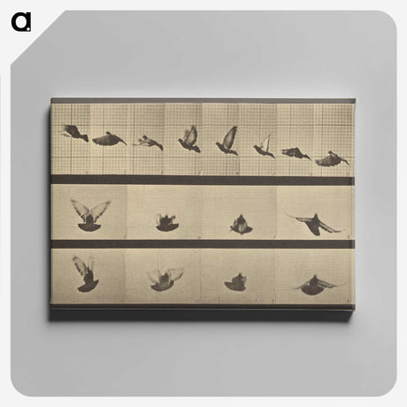 1-25_Eadweard-Muybridge_canvas
