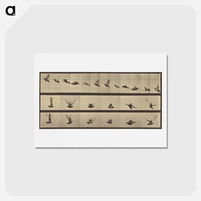 アートポストカード-Animal Locomotion
 - エドワード マイブリッジ Postcard.