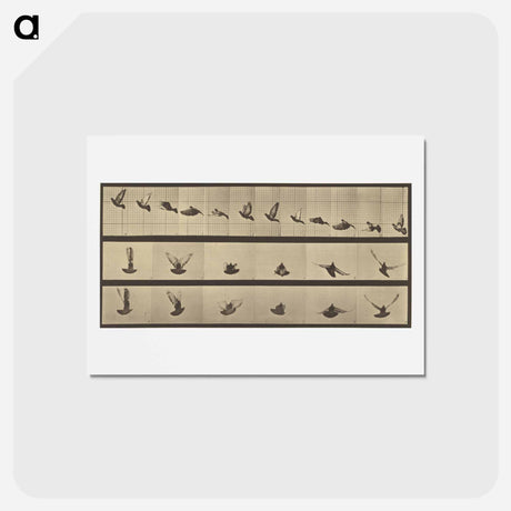 アートポストカード-Animal Locomotion
 - エドワード マイブリッジ Postcard.