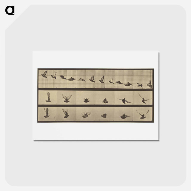 アートポストカード-Animal Locomotion
 - エドワード マイブリッジ Postcard.