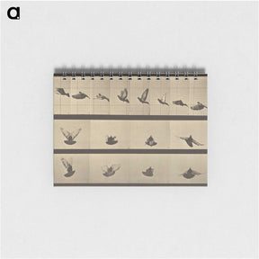 1-25_Eadweard-Muybridge_memo