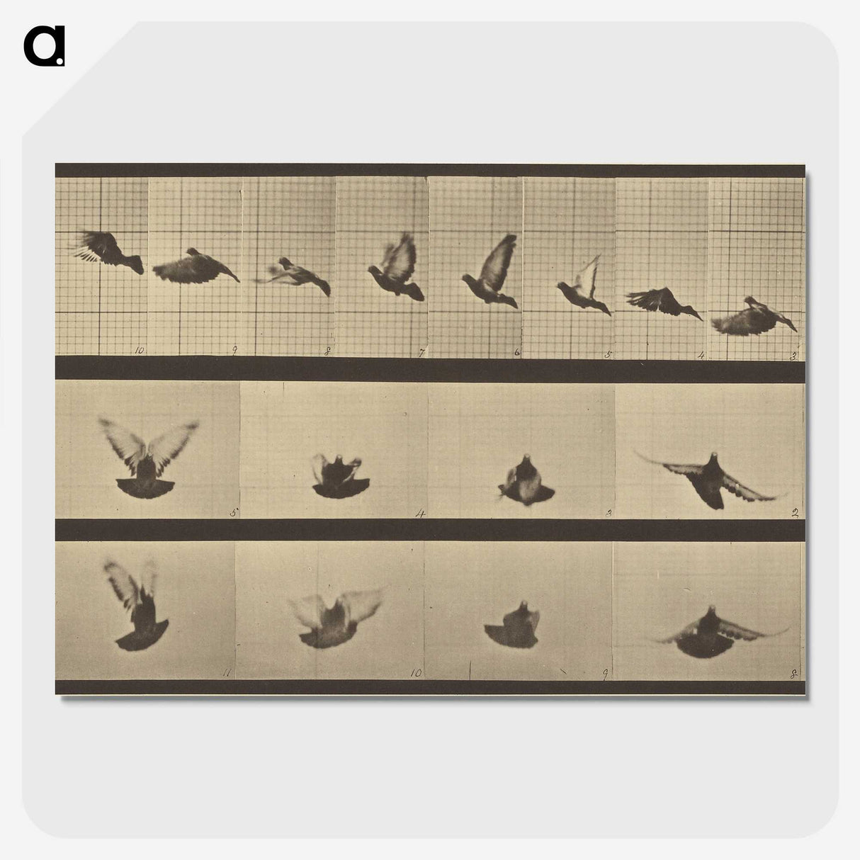 1-25_Eadweard-Muybridge_picture-crop