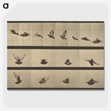 1-25_Eadweard-Muybridge_picture-crop