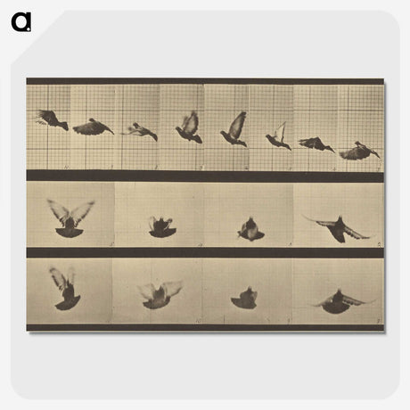 1-25_Eadweard-Muybridge_picture-crop