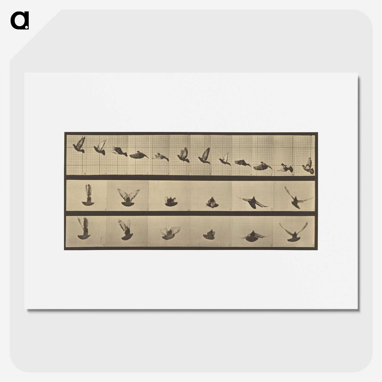 1-25_Eadweard-Muybridge_picture