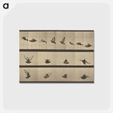 アートポストカード-Animal Locomotion
 - エドワード マイブリッジ Postcard.
