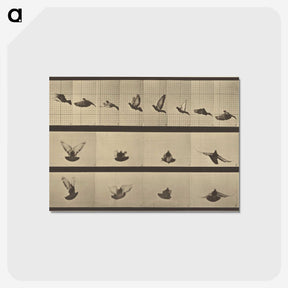 1-25_Eadweard-Muybridge_postcard
