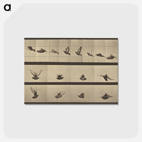 アートポストカード-Animal Locomotion
 - エドワード マイブリッジ Postcard.