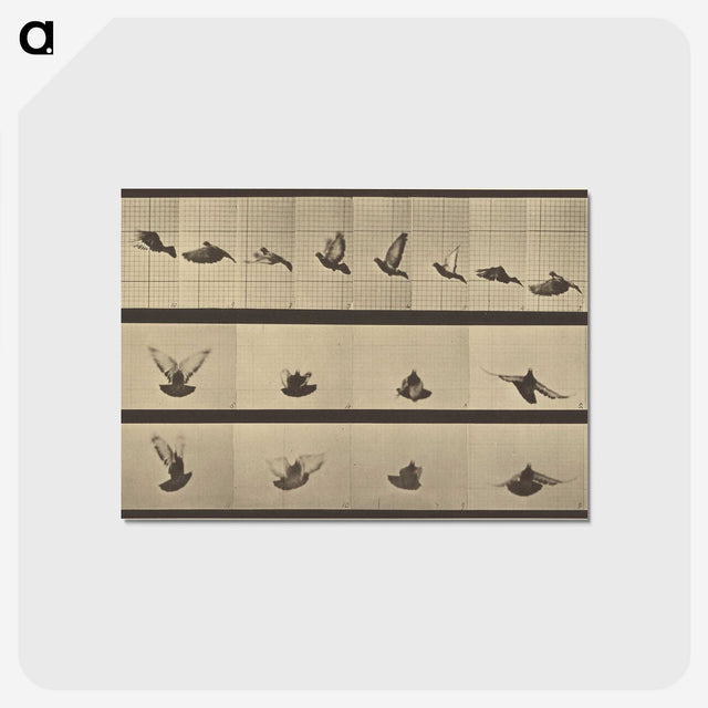 1-25_Eadweard-Muybridge_postcard