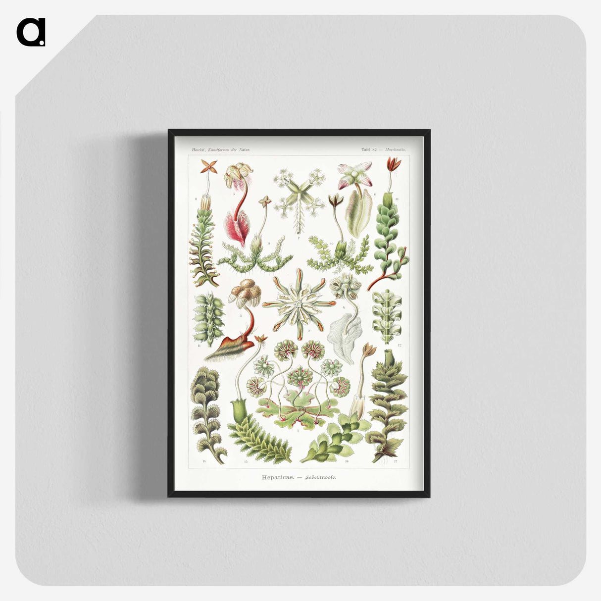 1-25_Ernst-Haeckel_blk-crop