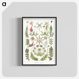 1-25_Ernst-Haeckel_blk-crop