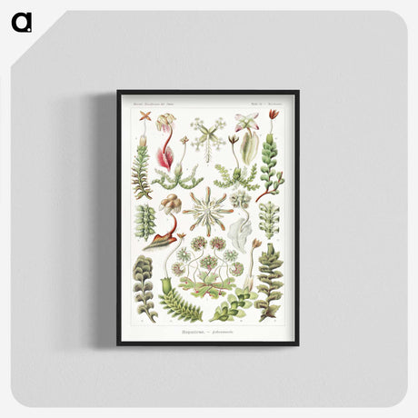 1-25_Ernst-Haeckel_blk-crop