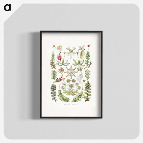 1-25_Ernst-Haeckel_blk