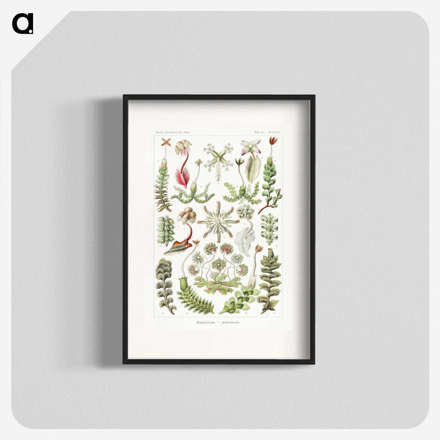 1-25_Ernst-Haeckel_blk