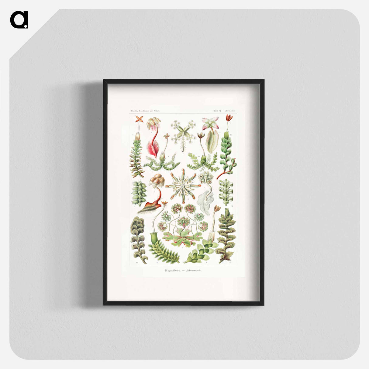 Hepaticae–Lebermoose - エルンスト ヘッケル Poster.