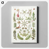 1-25_Ernst-Haeckel_canvas