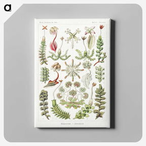 1-25_Ernst-Haeckel_canvas