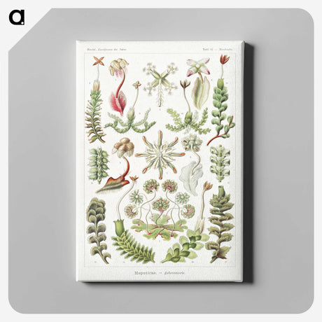 1-25_Ernst-Haeckel_canvas