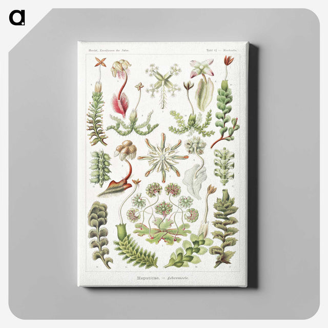 1-25_Ernst-Haeckel_canvas