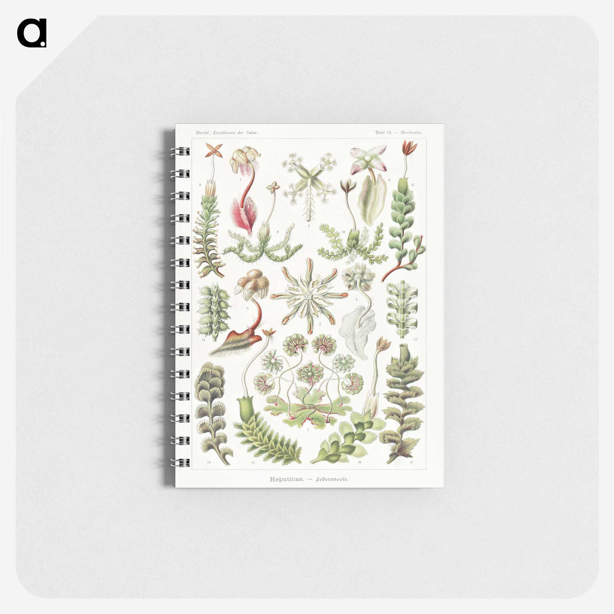 1-25_Ernst-Haeckel_memo