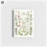 1-25_Ernst-Haeckel_memo