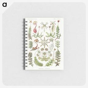 1-25_Ernst-Haeckel_memo