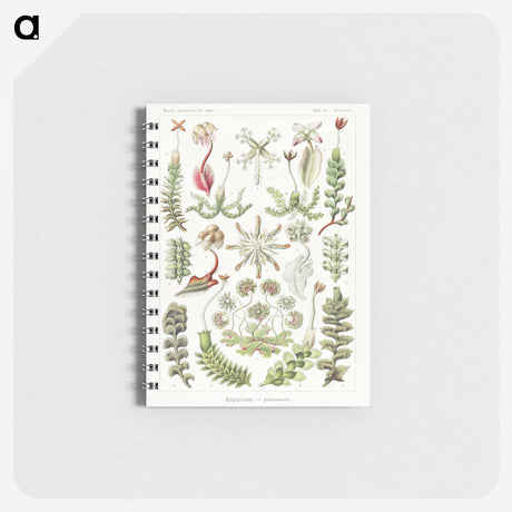 1-25_Ernst-Haeckel_memo