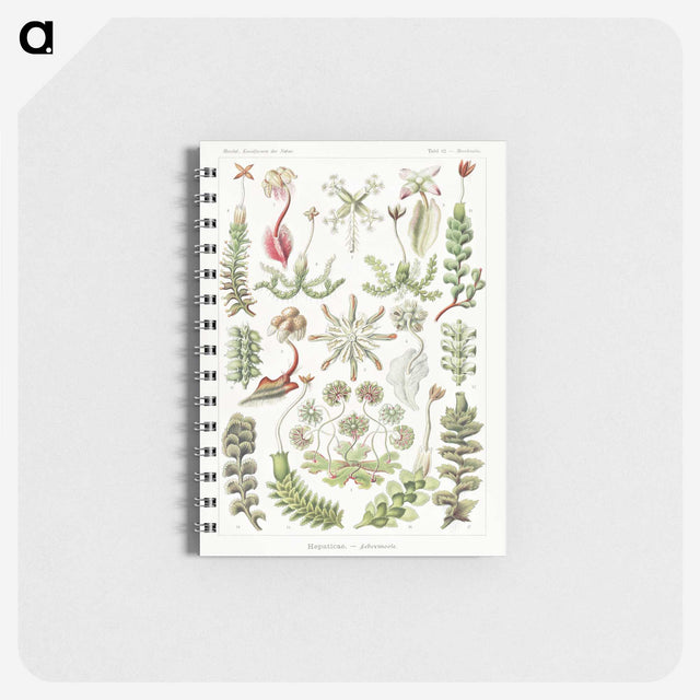 1-25_Ernst-Haeckel_memo