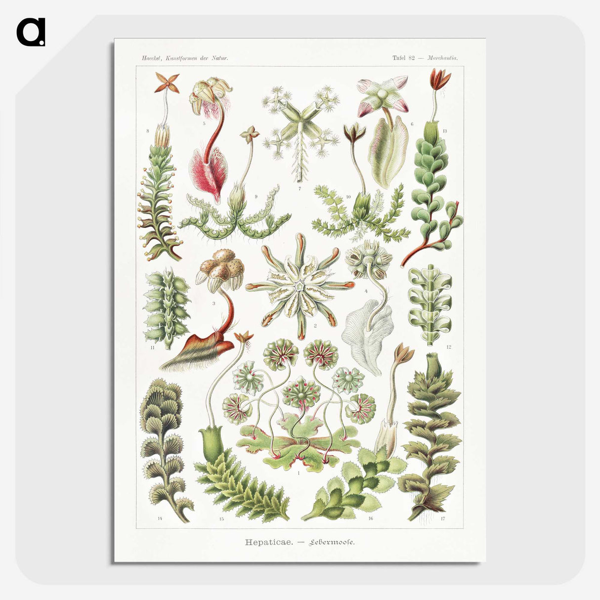 1-25_Ernst-Haeckel_picture-crop