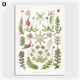 1-25_Ernst-Haeckel_picture-crop