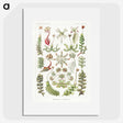 1-25_Ernst-Haeckel_picture