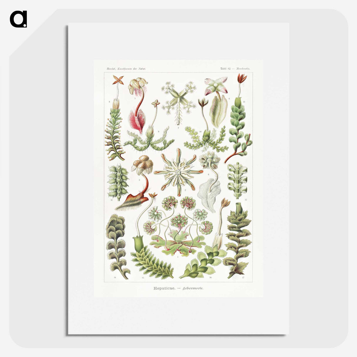 1-25_Ernst-Haeckel_picture