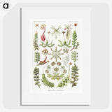 1-25_Ernst-Haeckel_picture