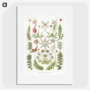 1-25_Ernst-Haeckel_picture