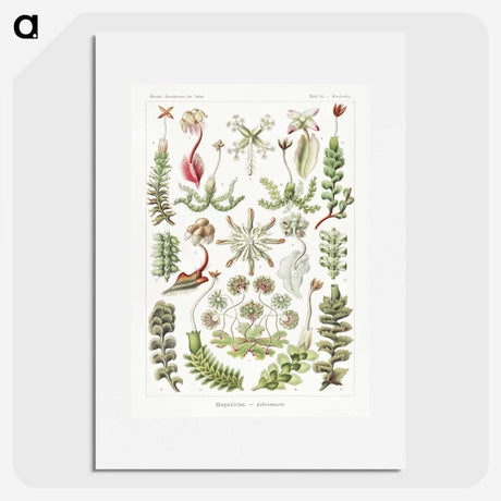 1-25_Ernst-Haeckel_picture