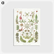 1-25_Ernst-Haeckel_postcard