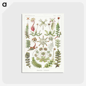 1-25_Ernst-Haeckel_postcard
