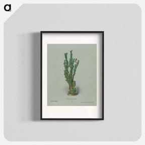 アートポスター-Peruvian Apple Cactus
 - サボテン科 Poster.