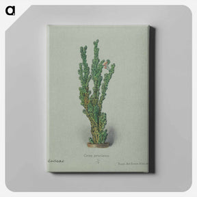 アートパネル-Peruvian Apple Cactus
 - サボテン科 Canvas.
