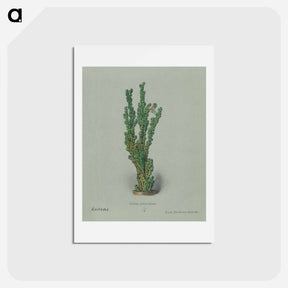 アートポストカード-Peruvian Apple Cactus
 - サボテン科 Postcard.
